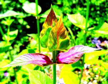 LINK FEST: 12 JULY 2022