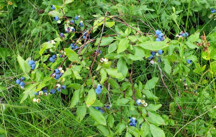 Independence Days #4