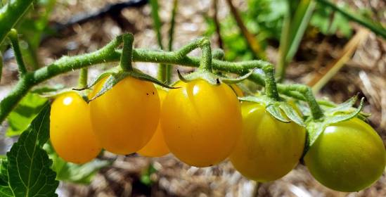 INDEPENDENCE DAYS #7