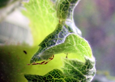 LINK FEST: 5 JULY 2022