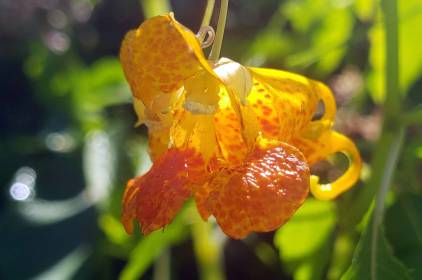 LINK FEST: 26 JULY 2022