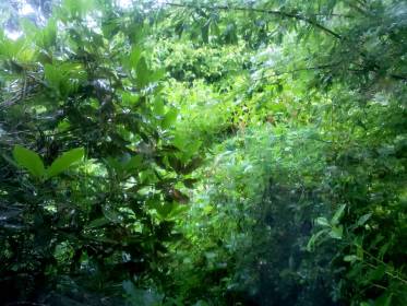 Independence Days #5