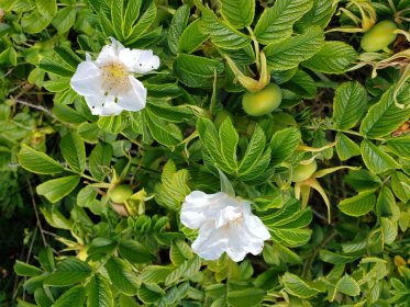 LINK FEST: 19 JULY 2022