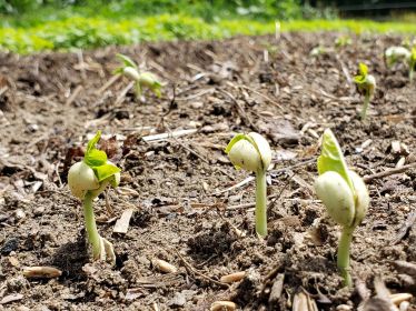 INDEPENDENCE DAYS #9