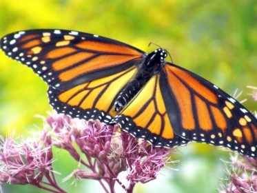 INDEPENDENCE DAYS #11