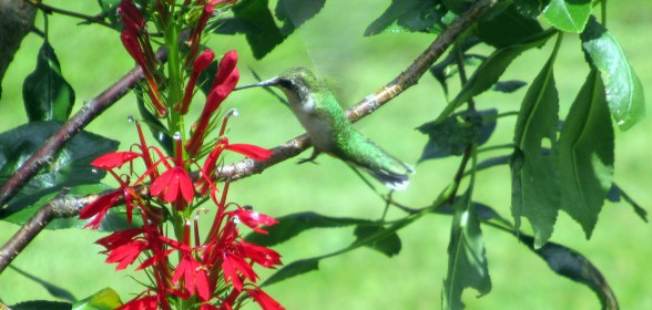 INDEPENDENCE DAYS #8