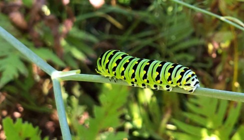 INDEPENDENCE DAYS #12