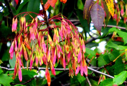 INDEPENDENCE DAYS #15