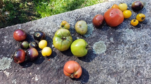 INDEPENDENCE DAYS #14