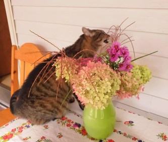 INDEPENDENCE DAYS #16