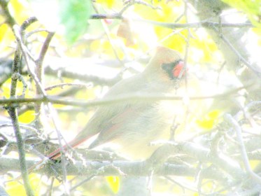 LINK FEST: 1 NOVEMBER 2022