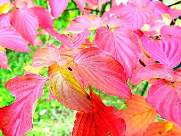 LINK FEST: 4 OCTOBER 2022