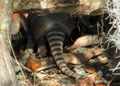 WRITE 31 DAYS – TIL / DAY 8