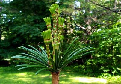 WRITE 31 DAYS – TIL / DAY 19