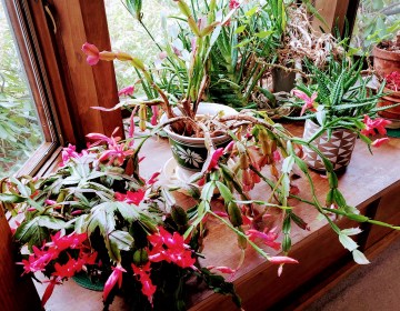 INDEPENDENCE DAYS #22