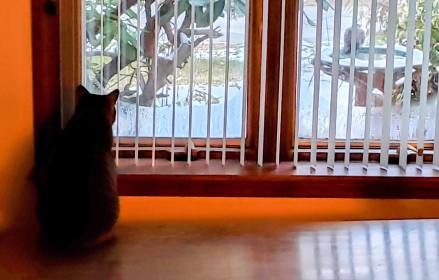 INDEPENDENCE DAYS #21