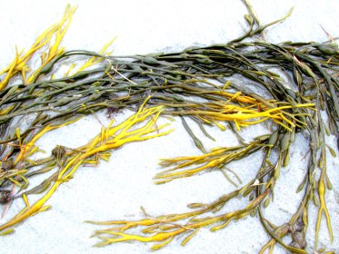 LINK FEST: 15 NOVEMBER 2022