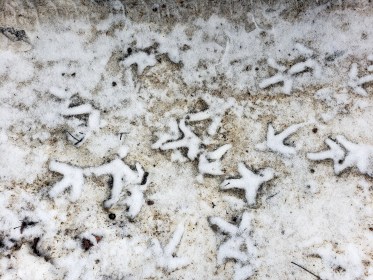 LINK FEST: 17 JANUARY 2023