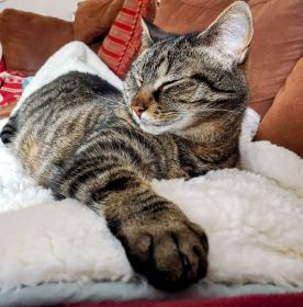 INDEPENDENCE DAYS #33