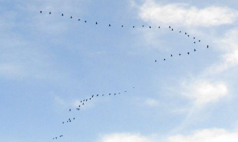 WRITE 28 DAYS: MEDITATION RESPONSES – DAYs 25 & 26: Lovingkindness Towards Others & Lovingkindness Towards All Beings