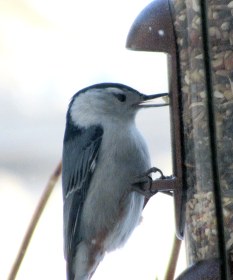 WRITE 28 DAYS: MEDITATION RESPONSES – DAY 7: DISTRACTION