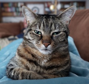 INDEPENDENCE DAYS #35