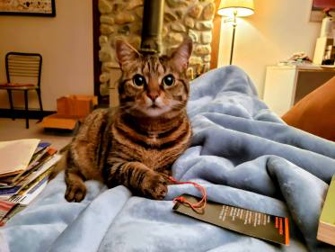 INDEPENDENCE DAYS #43