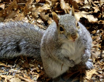 INDEPENDENCE DAYS #40