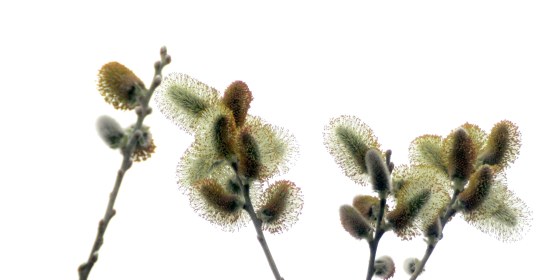 LINK FEST: 18 APRIL 2023