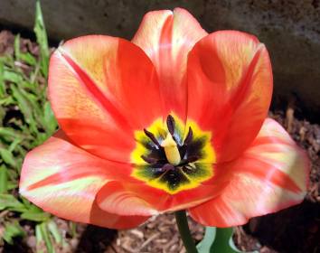 INDEPENDENCE DAYS #44