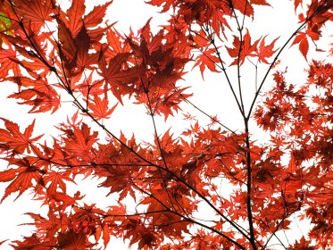 FIELD TRIP: BEDROCK GARDENS, LEE, NH