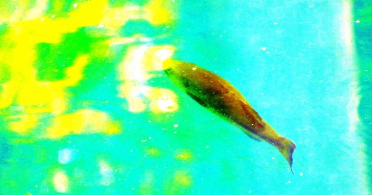 LINK FEST: 13 JUNE 2023