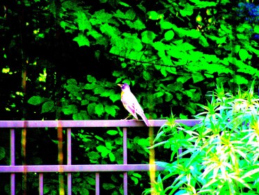 LINK FEST: 20 JUNE 2023