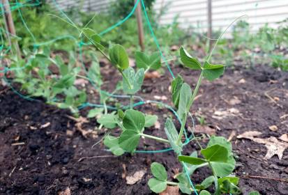 INDEPENDENCE DAYS #48