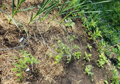 INDEPENDENCE DAYS #50