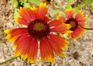 INDEPENDENCE DAYS #55