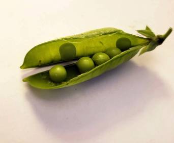 LINK FEST: 4 JULY 2023