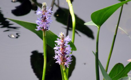 LINK FEST: 18 JULY 2023