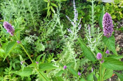 LINK FEST: 8 AUGUST 2023