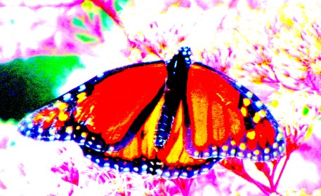 LINK FEST: 5 SEPTEMBER 2023