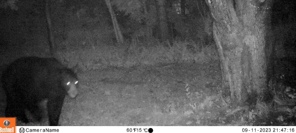 INDEPENDENCE DAYS #62