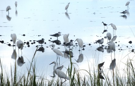 INDEPENDENCE DAYS #60