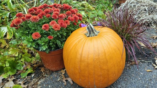 INDPENDENCE DAYS #66