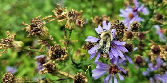 OCTOBER BLOOM DAY 2023