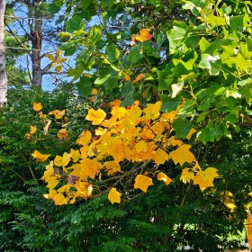 INDEPENDENCE DAYS #64