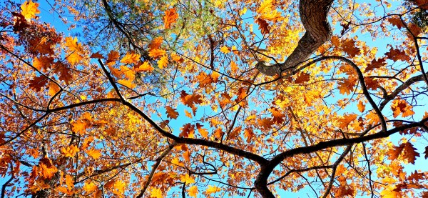 INDEPENDENCE DAYS #69