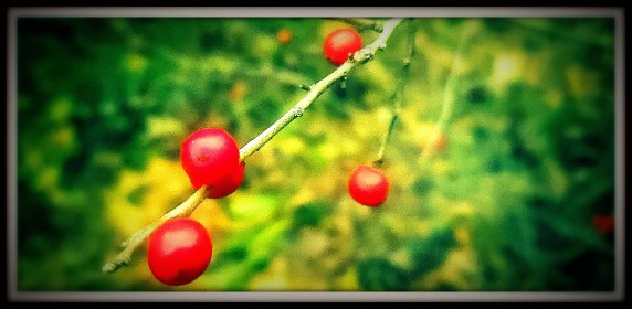 LINK FEST: 26 DECEMBER 2023