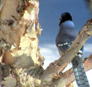 LINK FEST: 6 FEBRUARY 2024