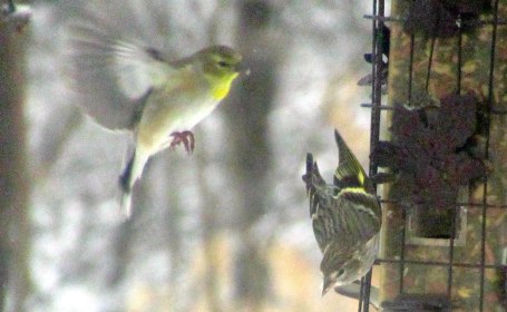 LIMINAL LIVING #5: 29 JAN TO 4 FEB 2024