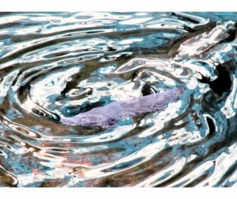 WRITE 28 DAYS: DREAM POEMS – Day 18